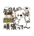 シーズー犬【親】（個別スタンプ：4）