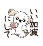 シーズー犬【親】（個別スタンプ：22）