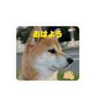 柴犬・朔（個別スタンプ：1）