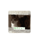 けろりりのねこちゃん2（個別スタンプ：3）