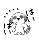 シーズー犬【親】Black ＆ White（個別スタンプ：36）