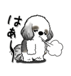 シーズー犬【親】Black ＆ White（個別スタンプ：37）