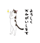 猫のLOVEちゃん（個別スタンプ：12）