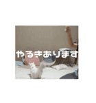 みずさきさん家のみるくちゃん(うごくよ！)（個別スタンプ：5）