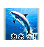 世界の動物図鑑:日本語（個別スタンプ：31）