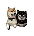 柴犬兄妹 久兵衛 梅（個別スタンプ：1）