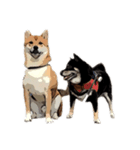 柴犬兄妹 久兵衛 梅（個別スタンプ：3）