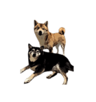 柴犬兄妹 久兵衛 梅（個別スタンプ：5）