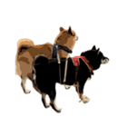 柴犬兄妹 久兵衛 梅（個別スタンプ：6）