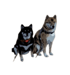 柴犬兄妹 久兵衛 梅（個別スタンプ：8）