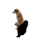 柴犬兄妹 久兵衛 梅（個別スタンプ：9）