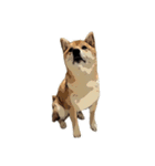 柴犬兄妹 久兵衛 梅（個別スタンプ：10）