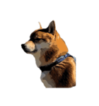柴犬兄妹 久兵衛 梅（個別スタンプ：12）