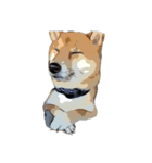 柴犬兄妹 久兵衛 梅（個別スタンプ：13）