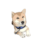 柴犬兄妹 久兵衛 梅（個別スタンプ：14）