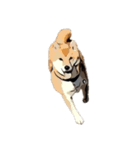 柴犬兄妹 久兵衛 梅（個別スタンプ：15）