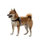 柴犬兄妹 久兵衛 梅（個別スタンプ：16）