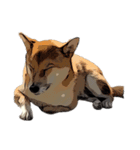柴犬兄妹 久兵衛 梅（個別スタンプ：17）