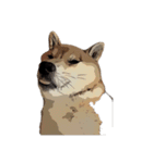 柴犬兄妹 久兵衛 梅（個別スタンプ：18）