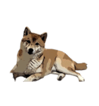 柴犬兄妹 久兵衛 梅（個別スタンプ：19）