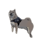 柴犬兄妹 久兵衛 梅（個別スタンプ：21）