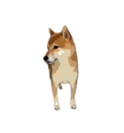 柴犬兄妹 久兵衛 梅（個別スタンプ：22）