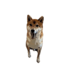 柴犬兄妹 久兵衛 梅（個別スタンプ：23）