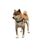 柴犬兄妹 久兵衛 梅（個別スタンプ：25）