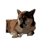柴犬兄妹 久兵衛 梅（個別スタンプ：27）