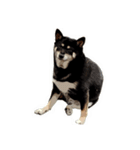 柴犬兄妹 久兵衛 梅（個別スタンプ：30）