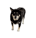 柴犬兄妹 久兵衛 梅（個別スタンプ：31）