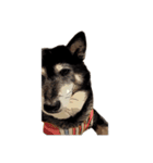 柴犬兄妹 久兵衛 梅（個別スタンプ：33）