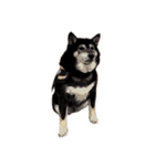 柴犬兄妹 久兵衛 梅（個別スタンプ：35）