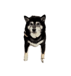 柴犬兄妹 久兵衛 梅（個別スタンプ：36）
