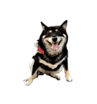 柴犬兄妹 久兵衛 梅（個別スタンプ：37）