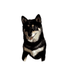 柴犬兄妹 久兵衛 梅（個別スタンプ：38）