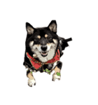 柴犬兄妹 久兵衛 梅（個別スタンプ：39）