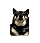 柴犬兄妹 久兵衛 梅（個別スタンプ：40）
