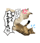 お酒とネコ好きな日常会話12（個別スタンプ：7）
