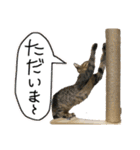 お酒とネコ好きな日常会話12（個別スタンプ：10）