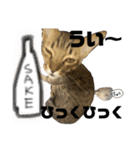 お酒とネコ好きな日常会話12（個別スタンプ：14）