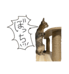 お酒とネコ好きな日常会話12（個別スタンプ：17）