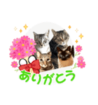ミルクかわジルちび（個別スタンプ：10）