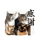 ミルクかわジルちび（個別スタンプ：11）