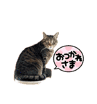 ミルクかわジルちび（個別スタンプ：29）