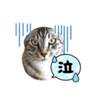 ミルクかわジルちび（個別スタンプ：38）