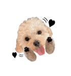 犬のモノトーンスタンプ（個別スタンプ：1）
