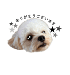 犬のモノトーンスタンプ（個別スタンプ：3）