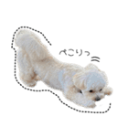 犬のモノトーンスタンプ（個別スタンプ：7）
