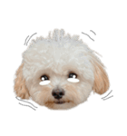 犬のモノトーンスタンプ（個別スタンプ：10）